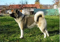 Étalon Akita americain - Igor (hatchi) Imperial Dog