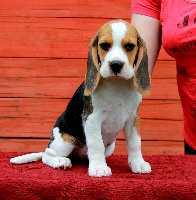 Étalon Beagle - eliksir lyubvi Nina ricci dite malice