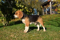 Étalon Beagle - Leader du bois de bourgeray
