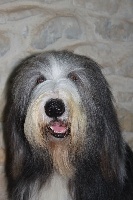 Étalon Bearded Collie - CH. Le petit prince des Emeraudes du Lac