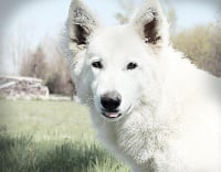 Étalon Berger Blanc Suisse - Miti jane du Domaine de Criska