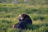 Étalon Border Terrier - It's ok Des Vallées De Galway