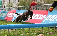 Étalon Boxer - sat'elit Slava