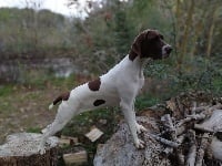 Étalon Braque français, type Gascogne (grande taille) - Mandarine du Milobre de Bouisse