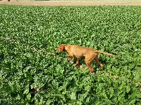 Étalon Braque hongrois à poil court (Vizsla) - CH. Mango Clos du dandy Udson