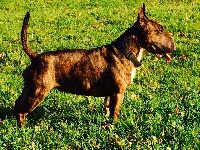 Étalon Bull Terrier Miniature - Helline du Domaine d'Yspahan