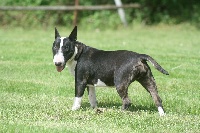 Étalon Bull Terrier Miniature - Miss pep'si (Sans Affixe)