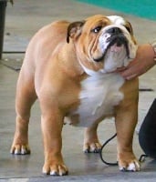 Étalon Bulldog Anglais - CH. Unbreak-A-Bull Lovely girl