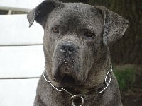 Étalon Cane Corso - Ines de l'Empire Maya