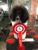 Étalon Caniche - Nilo poodle Di Dghyovellina