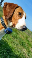 Étalon Chien courant de la vallee de la Save - Lolie Des Laçets De Montvernier