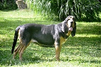 Étalon Chien de Saint-Hubert - Odyssée Truffe médiévale