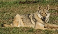 Étalon Chien-loup de Saarloos - Canens Africae Mala vida