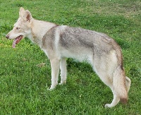 Étalon Chien-loup de Saarloos - Canens Africae Maïana