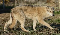 Étalon Chien-loup de Saarloos - Jacinth In Parigi