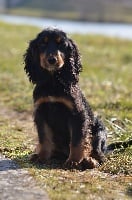 Étalon Cocker Spaniel Anglais - J' bounty des fields d'est