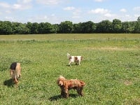 Étalon Cocker Spaniel Anglais - Jums Des Senons Noirs Et Feux