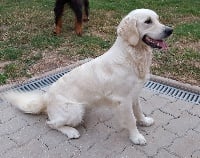 Étalon Golden Retriever - Jessie du Grand Barbari