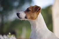 Étalon Jack Russell Terrier - Magic délirium Nunca Sem Quereis