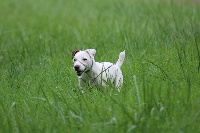 Étalon Parson Russell Terrier - CH. Linda maniana des Geguis