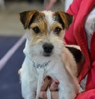 Étalon Parson Russell Terrier - Suzan's Pride Oh carol darling i love you