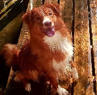 Étalon Retriever de la Nouvelle-Ecosse - Tuffntendr Im sexy n i know it