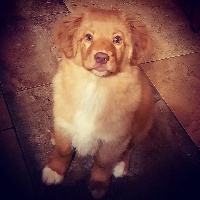 Étalon Retriever de la Nouvelle-Ecosse - Tuffntendr You tarzan me jane