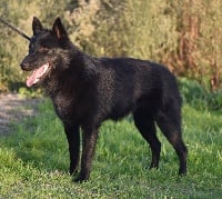 Étalon Schipperke - Sr néemiss des perles noires