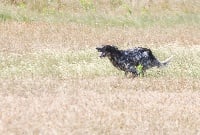 Étalon Setter Anglais - TR. dendaberri Pipi