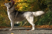 Étalon Siberian Husky - Milka Des Petits Loups Polaires