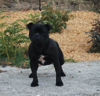 Étalon Staffordshire Bull Terrier - Over the top Des Fées Noires