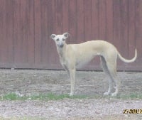 Étalon Whippet - Mina Du Pays d'Aum