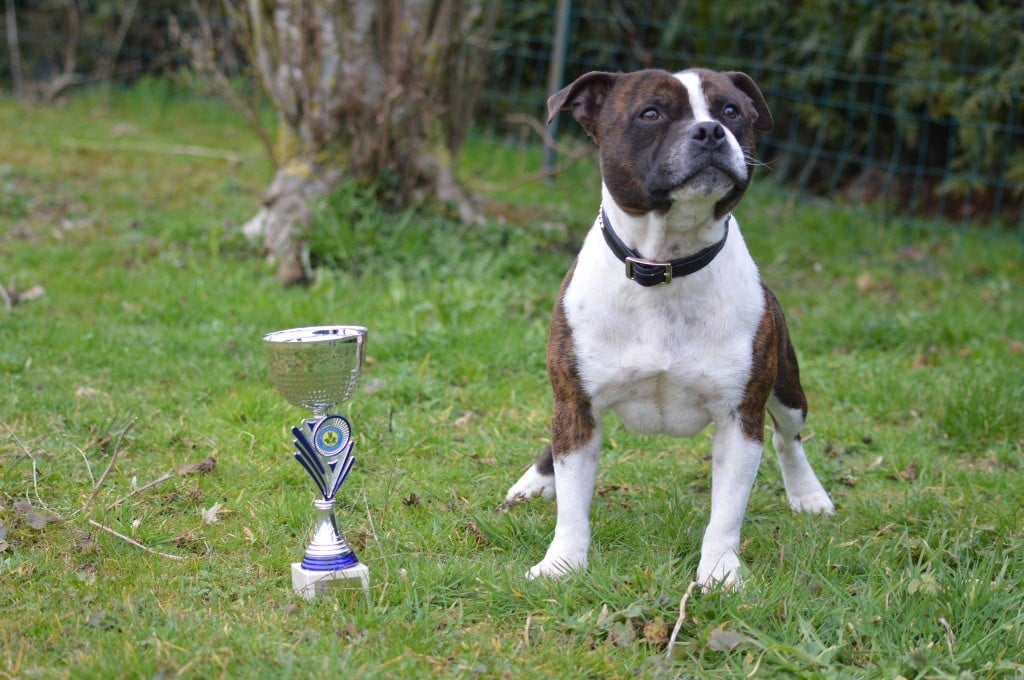 Loxley's joep of Skystaff Starbuck