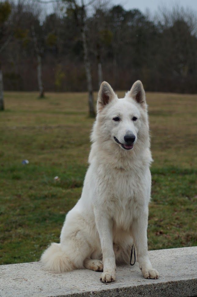 Moonshine de l'aige de la tournelle