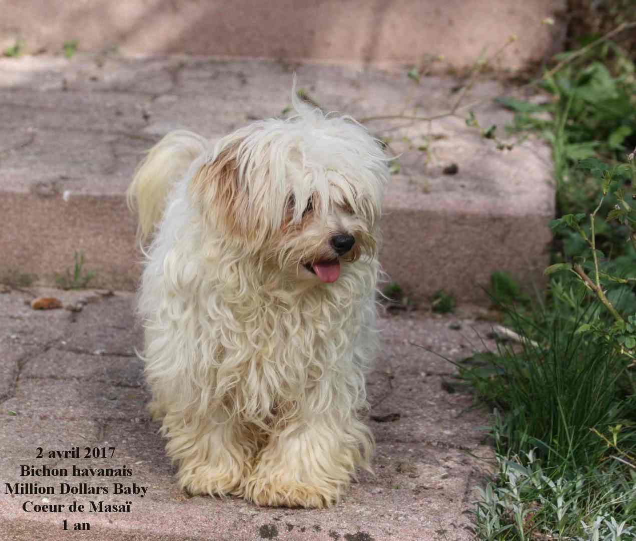 Publication : Coeur De Masai 