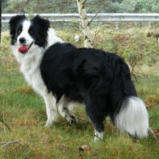 Publication : (Sans Affixe) Auteur : Jessica Ramakers