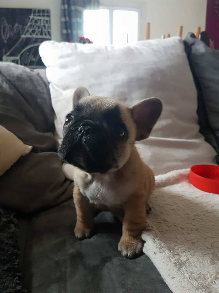 Publication : Star Des Molosses