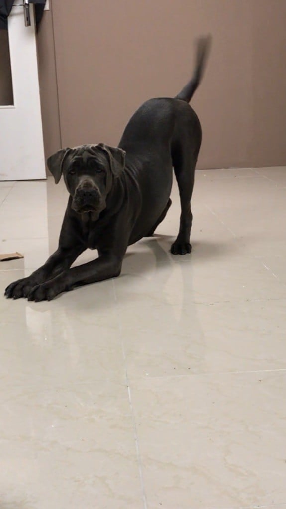 Publication : Des Anges De Cobra Auteur : LAVAL Steven