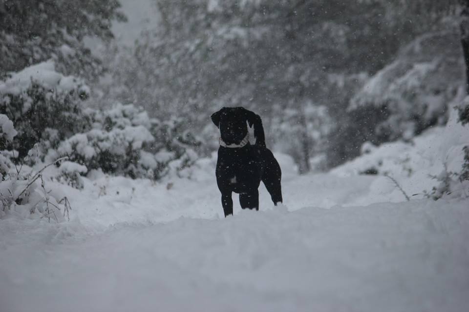  Auteur : De la Colline du Bonheur