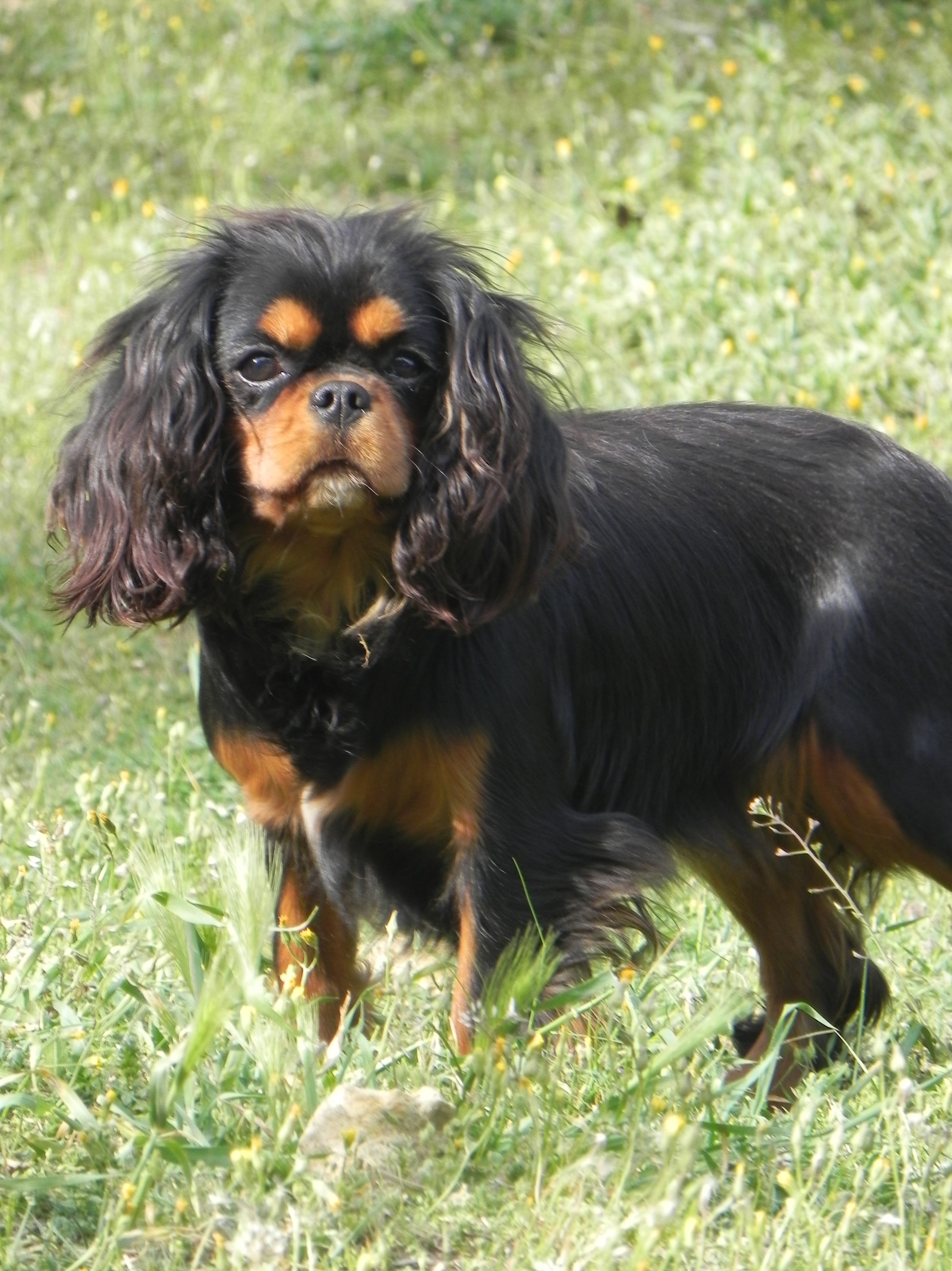 Publication : Du Temps Des Amazones Auteur : DELFOSSE EMILIE