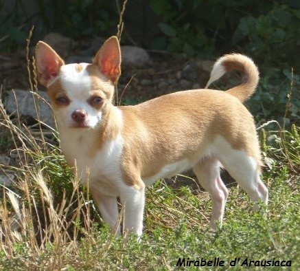 Publication : D'Arausiaca Auteur : Chihuahuas d'Arausiaca