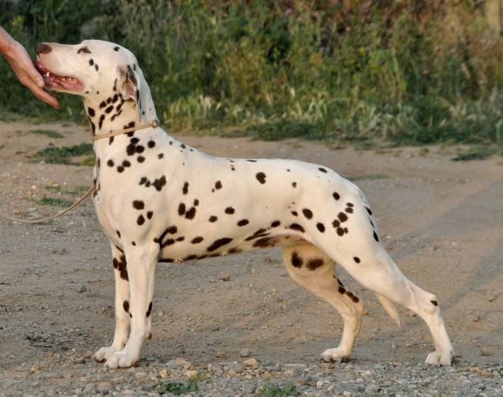 Publication : de la Meute du Bayou Auteur : LES CHIENS DE FLORENCE 