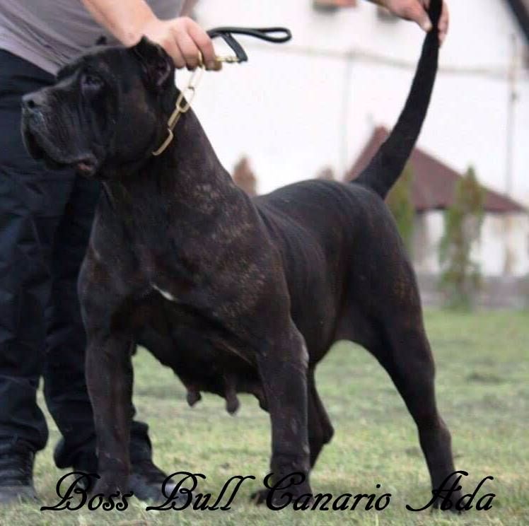 boss bull canario Ada
