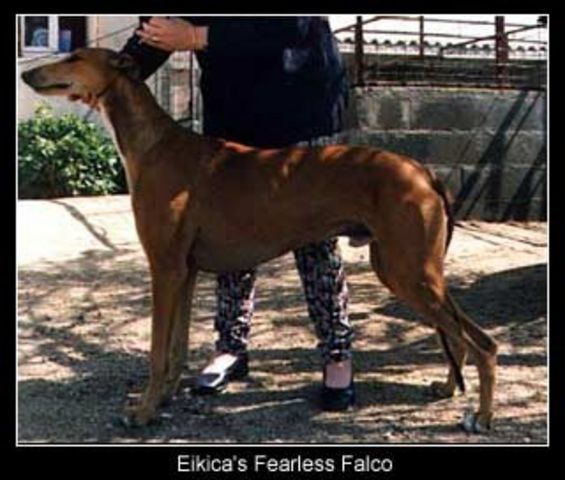 Eikica Fearless falco dkk