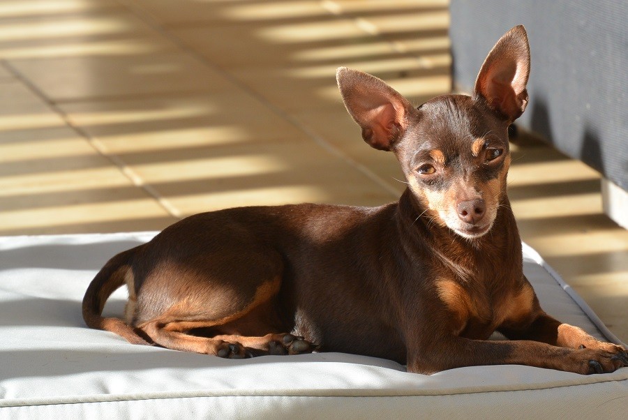 Publication : Spirit Of The Sun Auteur : spirit of the sun