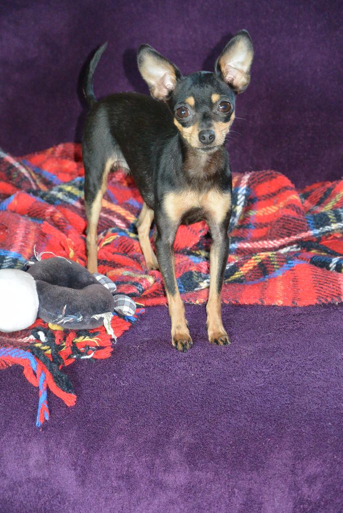 Publication : Spirit Of The Sun Auteur : spirit of the sun