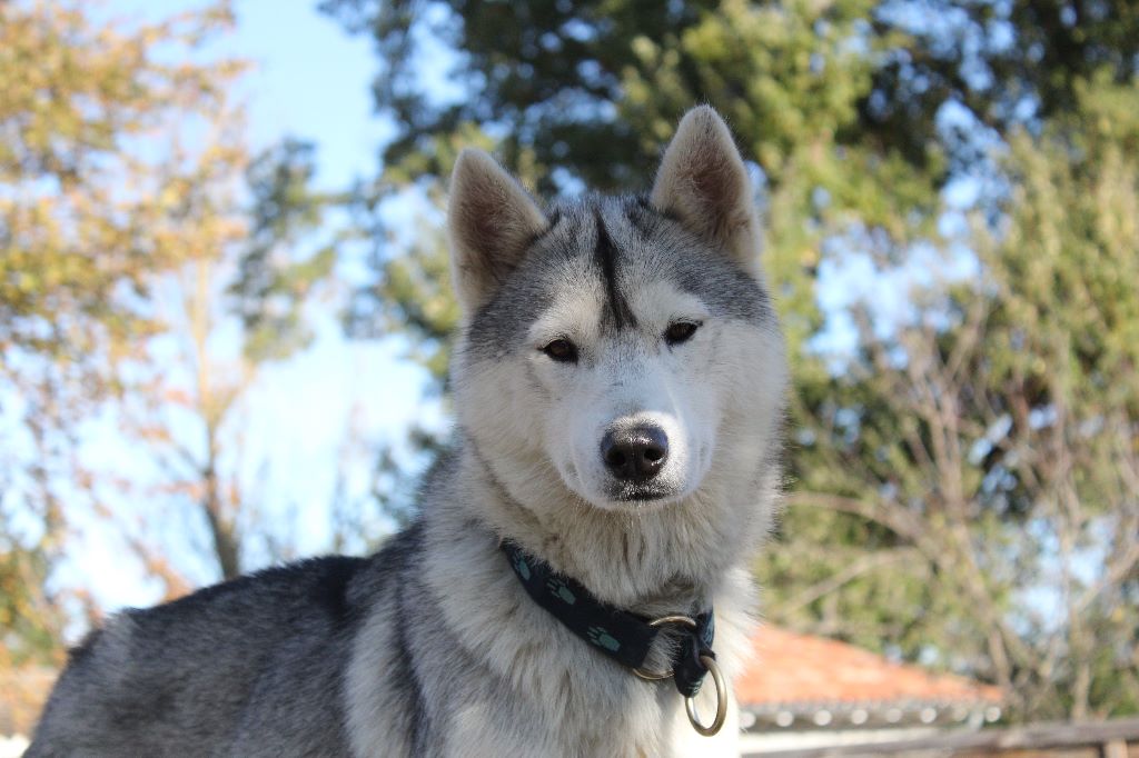 Missy love pouyou Des Loups Des Pyrenees