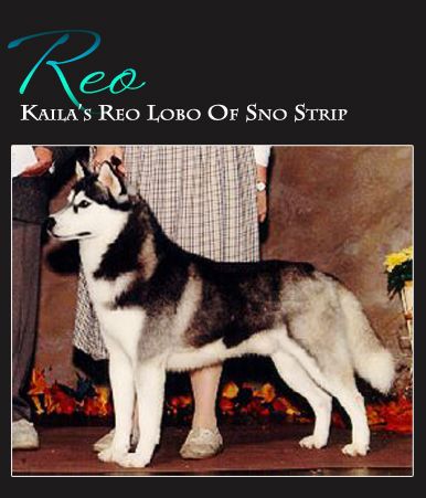 CH. Kaila's Reo lobo of sno strip