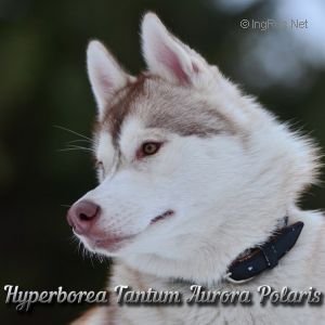 hyperborea tantum Aurora polaris