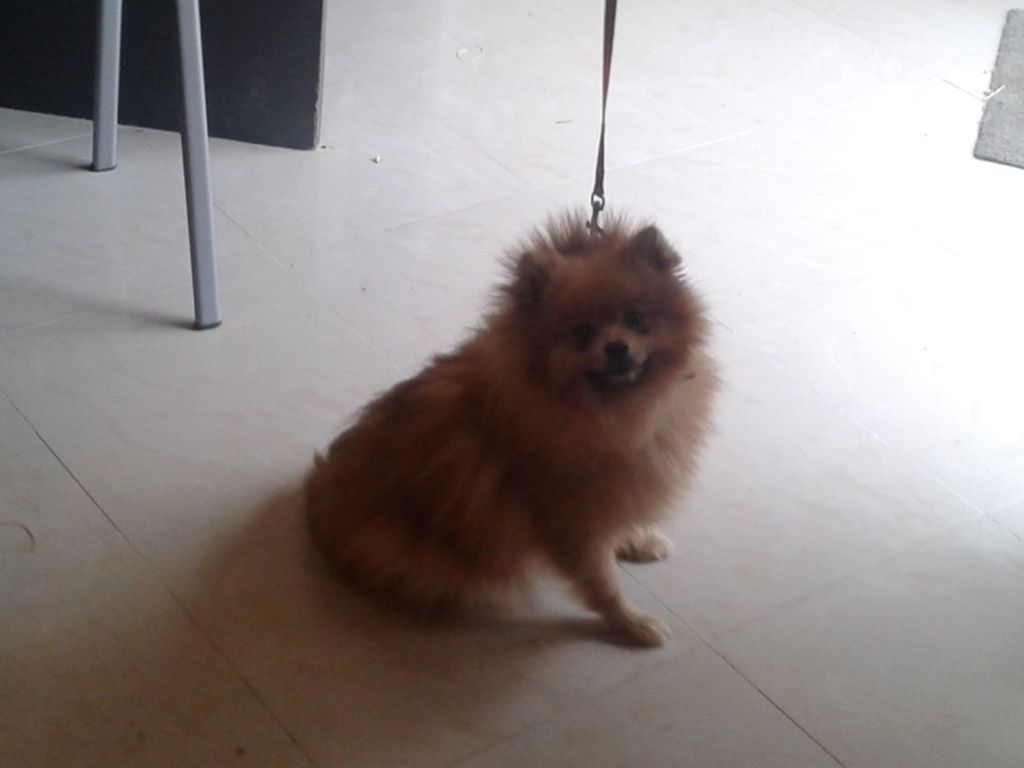 Litchie du Domaine des Ecorces